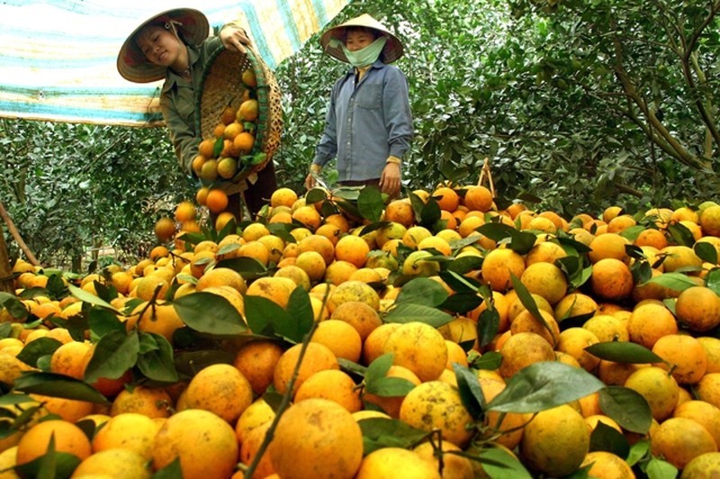 Cam Cao phong nổi tiếng với hương vị đậm, ngọt, thanh mát