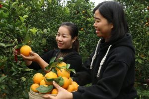 Du khách trải nghiệm hái cam Cao Phong thưởng thức ngay tại vườn
