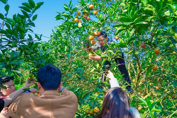 Trải nghiệm hái cam Cao Phong ngay tại vườn