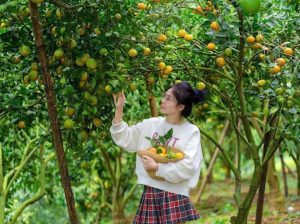 Du khách check-in bên vườn Cam Cao Phong trĩu quả