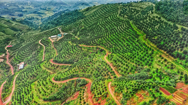 Đồi Cam Cao Phong