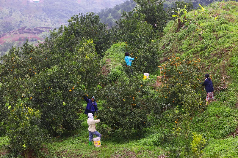 Cam Cao Phong Hòa Bình