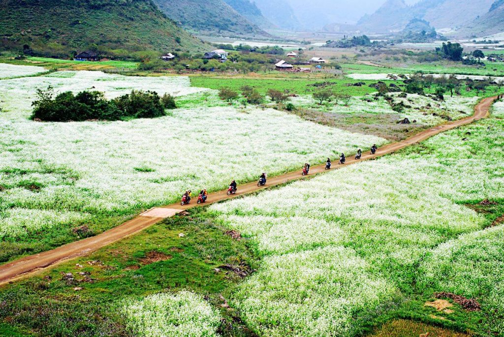 Hoa cai trang nui rung Son La 1024x685