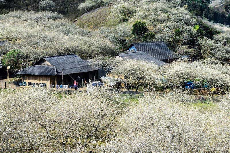 du lich moc chau thung lung man na ka 1696030095